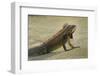 Caribbean, British Virgin Islands, Peter Island. Green Iguana-Kevin Oke-Framed Photographic Print