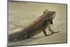 Caribbean, British Virgin Islands, Peter Island. Green Iguana-Kevin Oke-Mounted Photographic Print