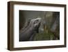 Caribbean, British Virgin Islands, Peter Island. Green Iguana-Kevin Oke-Framed Photographic Print