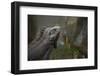 Caribbean, British Virgin Islands, Peter Island. Green Iguana-Kevin Oke-Framed Photographic Print