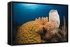 Caribbean Coral Reef-Reinhard Dirscherl-Framed Stretched Canvas