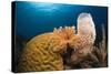 Caribbean Coral Reef-Reinhard Dirscherl-Stretched Canvas