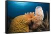 Caribbean Coral Reef-Reinhard Dirscherl-Framed Stretched Canvas