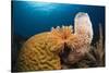 Caribbean Coral Reef-Reinhard Dirscherl-Stretched Canvas