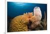 Caribbean Coral Reef-Reinhard Dirscherl-Framed Photographic Print