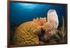 Caribbean Coral Reef-Reinhard Dirscherl-Framed Photographic Print