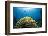 Caribbean Coral Reef-Reinhard Dirscherl-Framed Photographic Print