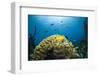 Caribbean Coral Reef-Reinhard Dirscherl-Framed Photographic Print