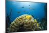 Caribbean Coral Reef-Reinhard Dirscherl-Mounted Photographic Print