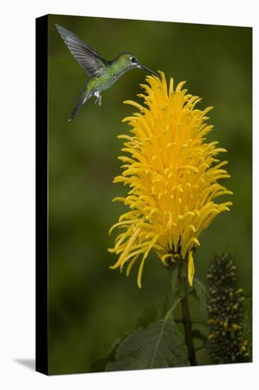 Caribbean, Costa Rica. Green-crowned brilliant hummingbird feeding.-Jaynes Gallery-Stretched Canvas