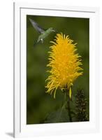 Caribbean, Costa Rica. Green-crowned brilliant hummingbird feeding.-Jaynes Gallery-Framed Premium Photographic Print