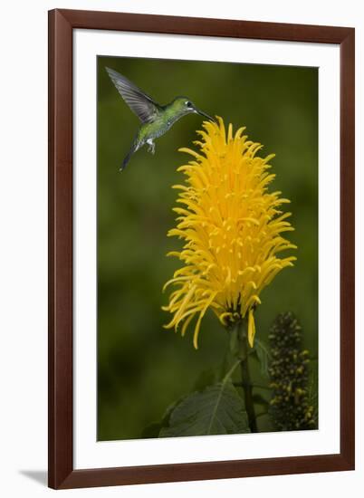 Caribbean, Costa Rica. Green-crowned brilliant hummingbird feeding.-Jaynes Gallery-Framed Premium Photographic Print