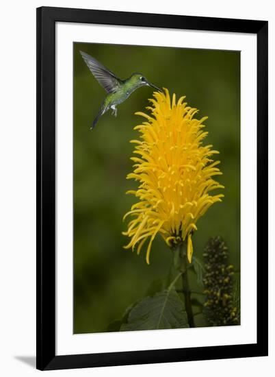 Caribbean, Costa Rica. Green-crowned brilliant hummingbird feeding.-Jaynes Gallery-Framed Premium Photographic Print