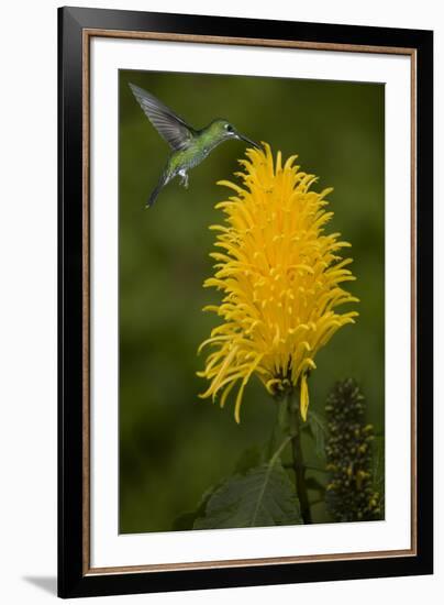 Caribbean, Costa Rica. Green-crowned brilliant hummingbird feeding.-Jaynes Gallery-Framed Premium Photographic Print