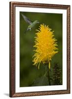 Caribbean, Costa Rica. Green-crowned brilliant hummingbird feeding.-Jaynes Gallery-Framed Premium Photographic Print