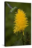 Caribbean, Costa Rica. Green-crowned brilliant hummingbird feeding.-Jaynes Gallery-Stretched Canvas