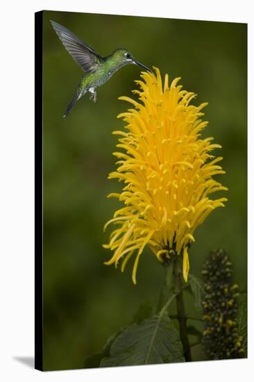 Caribbean, Costa Rica. Green-crowned brilliant hummingbird feeding.-Jaynes Gallery-Stretched Canvas