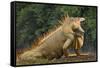 Caribbean, Costa Rica. Profile of green iguana-Jaynes Gallery-Framed Stretched Canvas