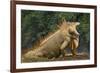 Caribbean, Costa Rica. Profile of green iguana-Jaynes Gallery-Framed Premium Photographic Print