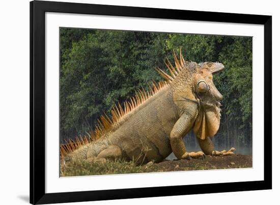Caribbean, Costa Rica. Profile of green iguana-Jaynes Gallery-Framed Premium Photographic Print