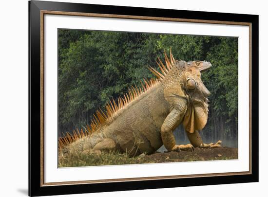 Caribbean, Costa Rica. Profile of green iguana-Jaynes Gallery-Framed Premium Photographic Print