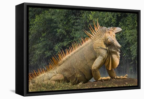 Caribbean, Costa Rica. Profile of green iguana-Jaynes Gallery-Framed Stretched Canvas