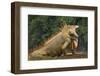 Caribbean, Costa Rica. Profile of green iguana-Jaynes Gallery-Framed Photographic Print