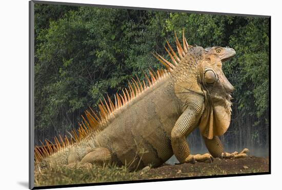 Caribbean, Costa Rica. Profile of green iguana-Jaynes Gallery-Mounted Photographic Print