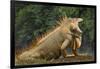 Caribbean, Costa Rica. Profile of green iguana-Jaynes Gallery-Framed Photographic Print