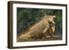 Caribbean, Costa Rica. Profile of green iguana-Jaynes Gallery-Framed Photographic Print