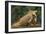 Caribbean, Costa Rica. Profile of green iguana-Jaynes Gallery-Framed Photographic Print