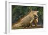 Caribbean, Costa Rica. Profile of green iguana-Jaynes Gallery-Framed Photographic Print