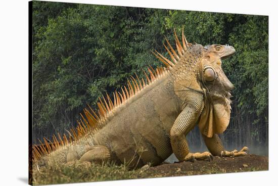 Caribbean, Costa Rica. Profile of green iguana-Jaynes Gallery-Stretched Canvas