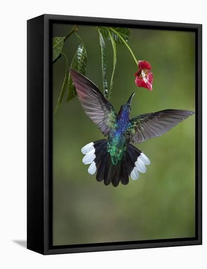 Caribbean, Costa Rica. Violet sabrewing hummingbird feeding.-Jaynes Gallery-Framed Stretched Canvas