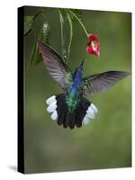 Caribbean, Costa Rica. Violet sabrewing hummingbird feeding.-Jaynes Gallery-Stretched Canvas