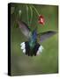 Caribbean, Costa Rica. Violet sabrewing hummingbird feeding.-Jaynes Gallery-Stretched Canvas