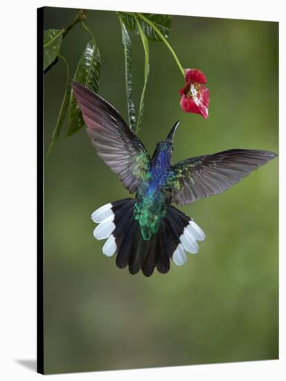 Caribbean, Costa Rica. Violet sabrewing hummingbird feeding.-Jaynes Gallery-Stretched Canvas