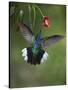 Caribbean, Costa Rica. Violet sabrewing hummingbird feeding.-Jaynes Gallery-Stretched Canvas