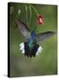 Caribbean, Costa Rica. Violet sabrewing hummingbird feeding.-Jaynes Gallery-Stretched Canvas