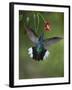 Caribbean, Costa Rica. Violet sabrewing hummingbird feeding.-Jaynes Gallery-Framed Premium Photographic Print