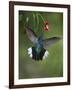 Caribbean, Costa Rica. Violet sabrewing hummingbird feeding.-Jaynes Gallery-Framed Photographic Print