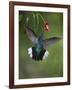 Caribbean, Costa Rica. Violet sabrewing hummingbird feeding.-Jaynes Gallery-Framed Photographic Print