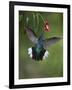 Caribbean, Costa Rica. Violet sabrewing hummingbird feeding.-Jaynes Gallery-Framed Photographic Print