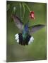 Caribbean, Costa Rica. Violet sabrewing hummingbird feeding.-Jaynes Gallery-Mounted Photographic Print