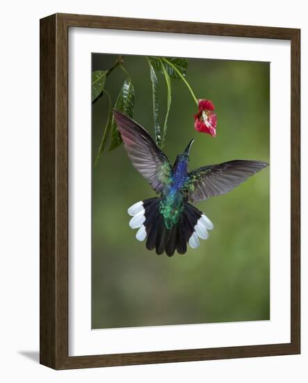 Caribbean, Costa Rica. Violet sabrewing hummingbird feeding.-Jaynes Gallery-Framed Photographic Print