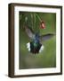 Caribbean, Costa Rica. Violet sabrewing hummingbird feeding.-Jaynes Gallery-Framed Photographic Print