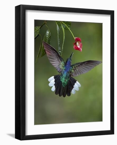 Caribbean, Costa Rica. Violet sabrewing hummingbird feeding.-Jaynes Gallery-Framed Photographic Print