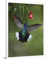 Caribbean, Costa Rica. Violet sabrewing hummingbird feeding.-Jaynes Gallery-Framed Photographic Print