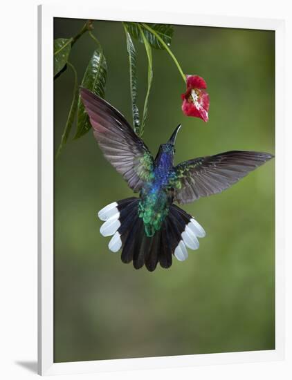 Caribbean, Costa Rica. Violet sabrewing hummingbird feeding.-Jaynes Gallery-Framed Photographic Print