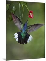 Caribbean, Costa Rica. Violet sabrewing hummingbird feeding.-Jaynes Gallery-Mounted Photographic Print